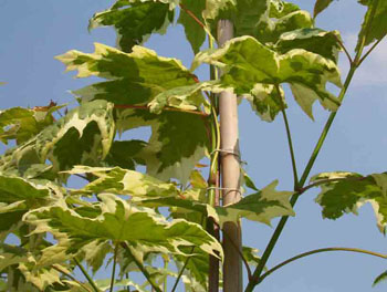 Acer plat 'Drummondii'